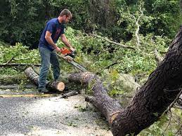 Best Tree and Shrub Care  in Morrow, GA