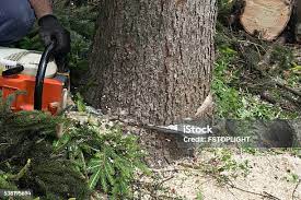  Morrow, GA Tree Care Pros