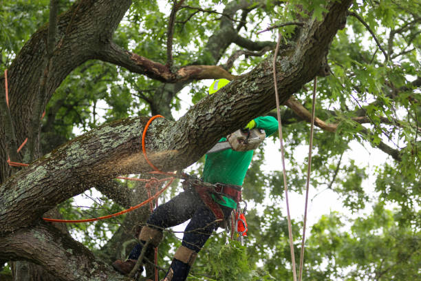 Best Tree Mulching  in Morrow, GA