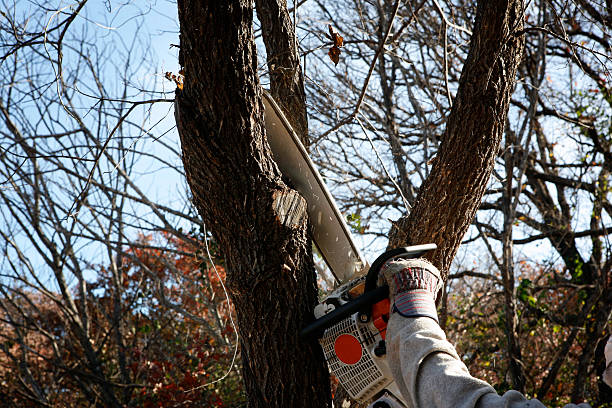 Best Tree Disease Treatment  in Morrow, GA