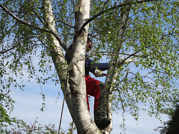 Best Tree Health Inspection  in Morrow, GA