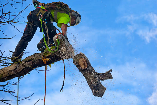 Best Lawn Pest Prevention  in Morrow, GA