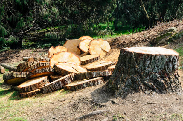 Best Tree Risk Assessment  in Morrow, GA